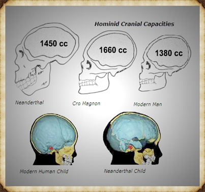 Brain capacity (Cro-Magnon Man)