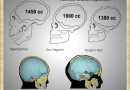 Brain capacity (Cro-Magnon Man)