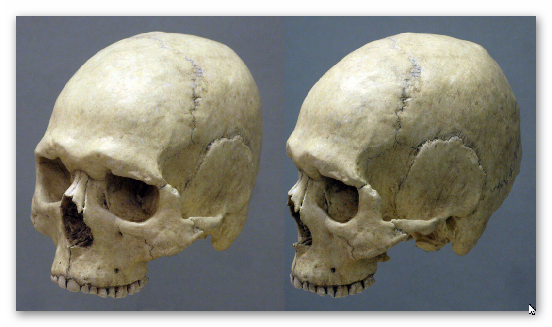 Cro Magnon skull
