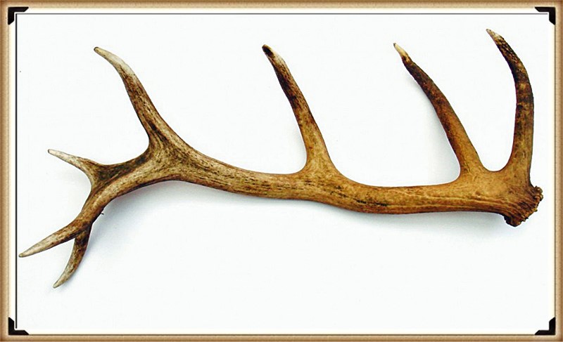 Typical Antler - Dating the Monument (Stonehenge)