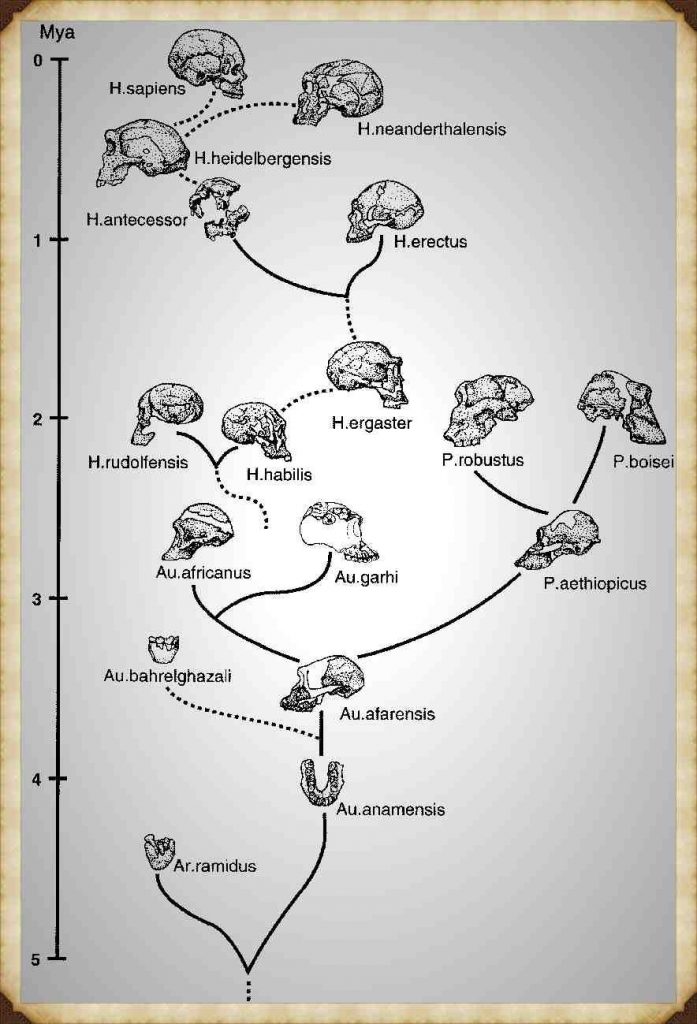 DNA Human Tree - Brain capacity (Cro-Magnon Man)