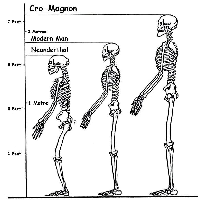 Cro-magnon is the largest of the Homo Species