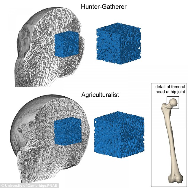 Underestimating the Physical Size of Prehistoric Europeans? 8 (Underestimating the Physical Size of Prehistoric Europeans - Cro-Magnons?)